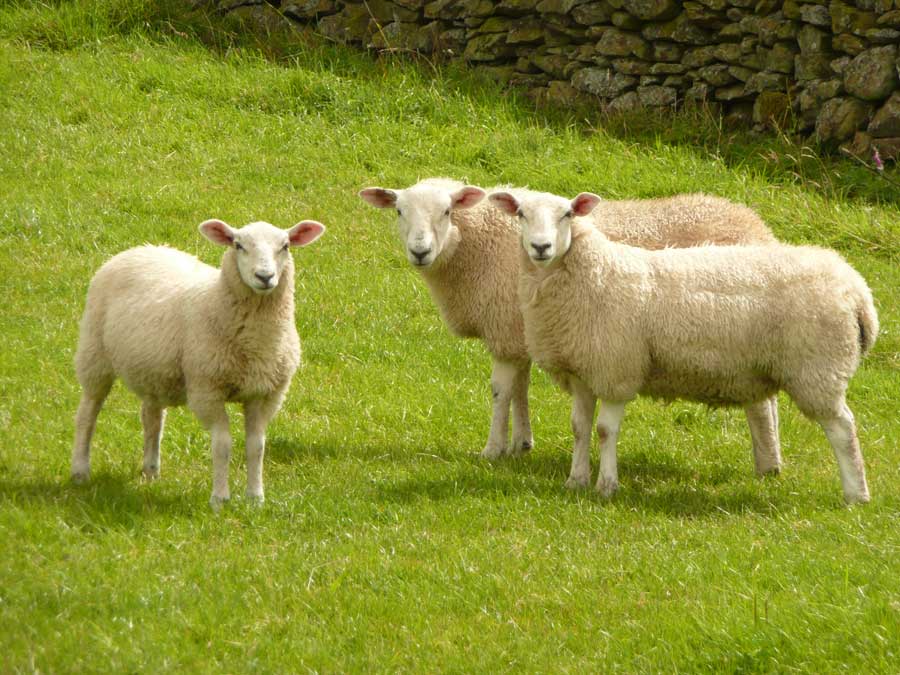 Stanza. Intelligent Sheep: Baa Ram Ewe…to your clan be true. Music for
